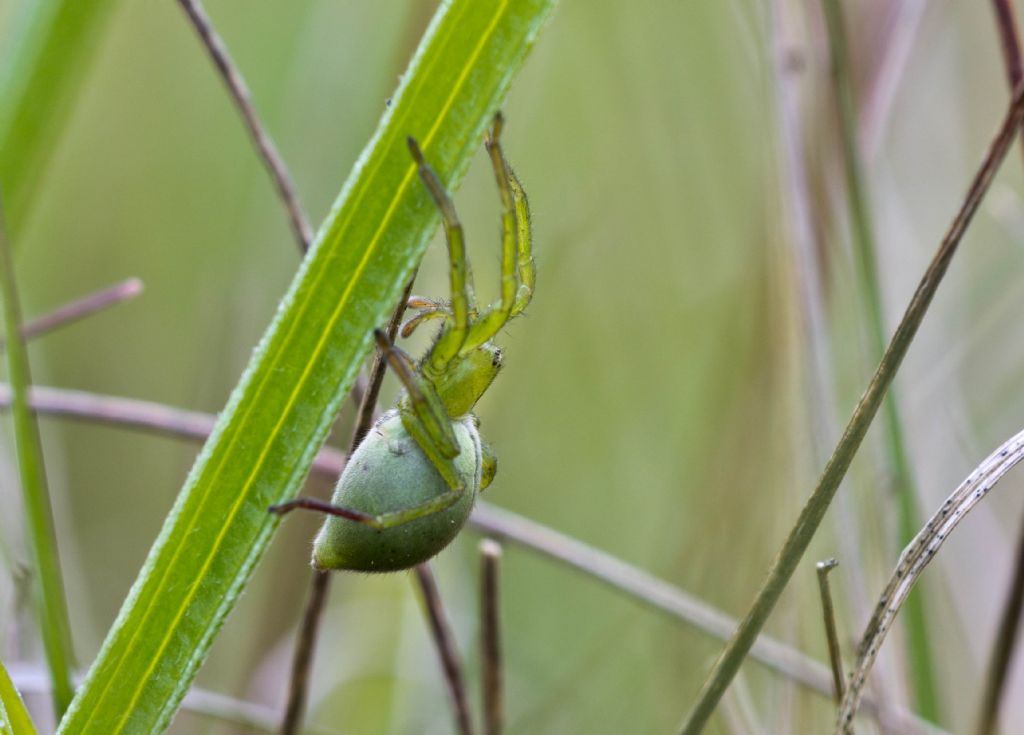 Micrommata ligurina, femmina - Carso Triestino